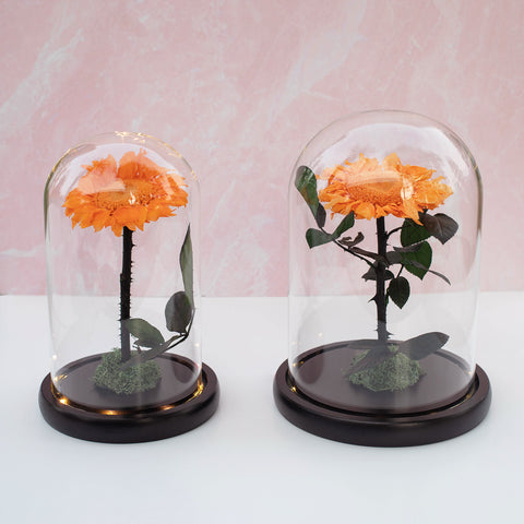 DAYDREAM – Single Eternal Rose with stem – Aluna Bouquets