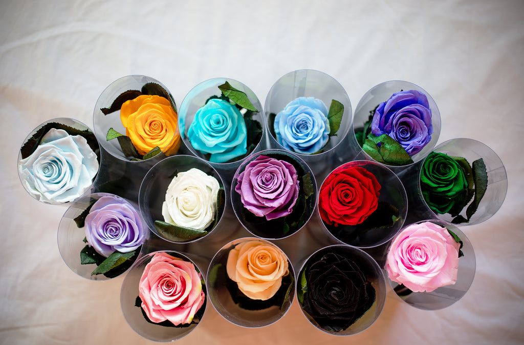 Single Stem Roses Single Stem Rainbow Rose