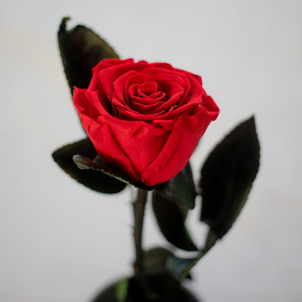 Splayed Single Roses Single Black Rose Flower